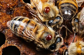 Varroa Mite on Honeybees.jpg